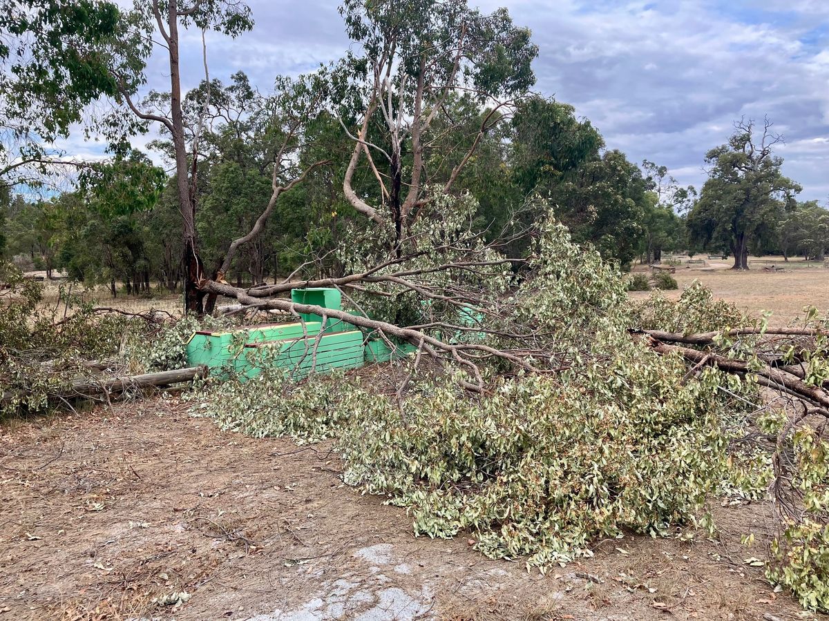 Gidgegannup XC Course Busy Bee \ud83d\udc1d 