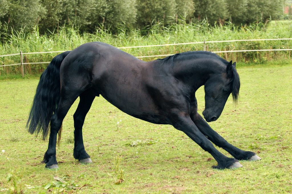 Useful Stretches and Exercises with your Horse