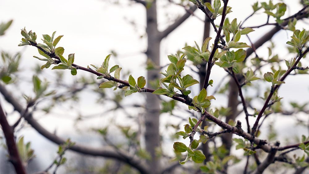 Gardening Workshop | Pruning 101