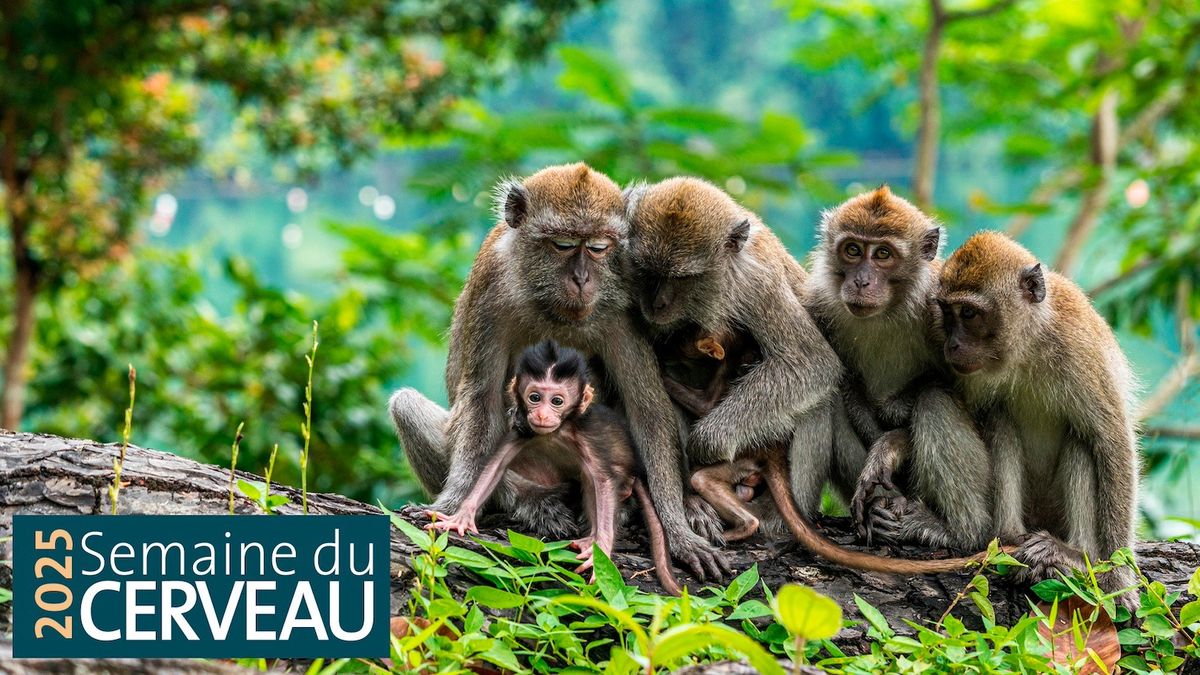 L'intelligence de nos cousins primates