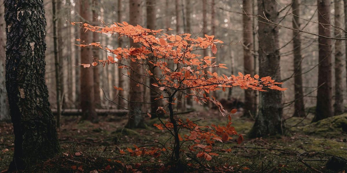 Exploring the Sacred Changing of the Seasons for Wisdom and Resilience