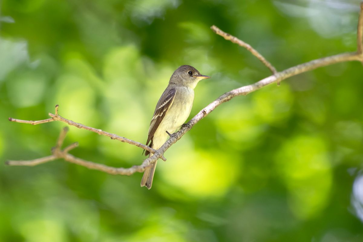 Birding Thornwood Nature Preserve