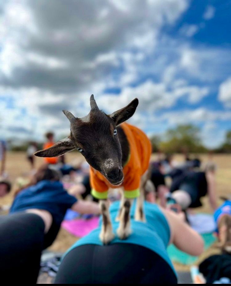 Halloween Costume Goat Yoga @ Pecan Square!