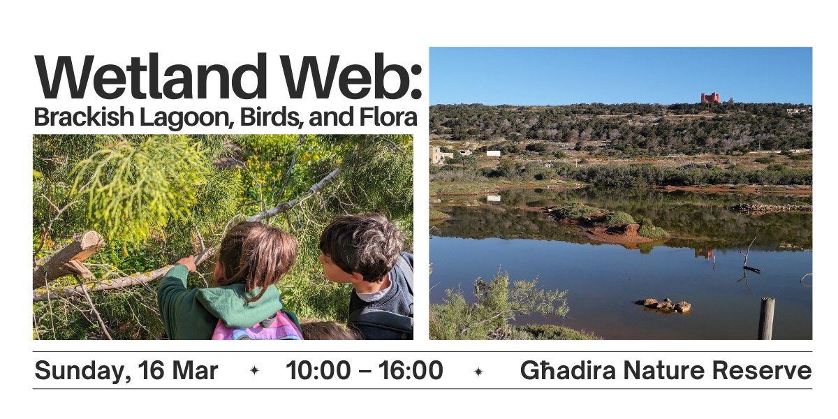 Wetland Web: Brackish lagoon, birds and flora 