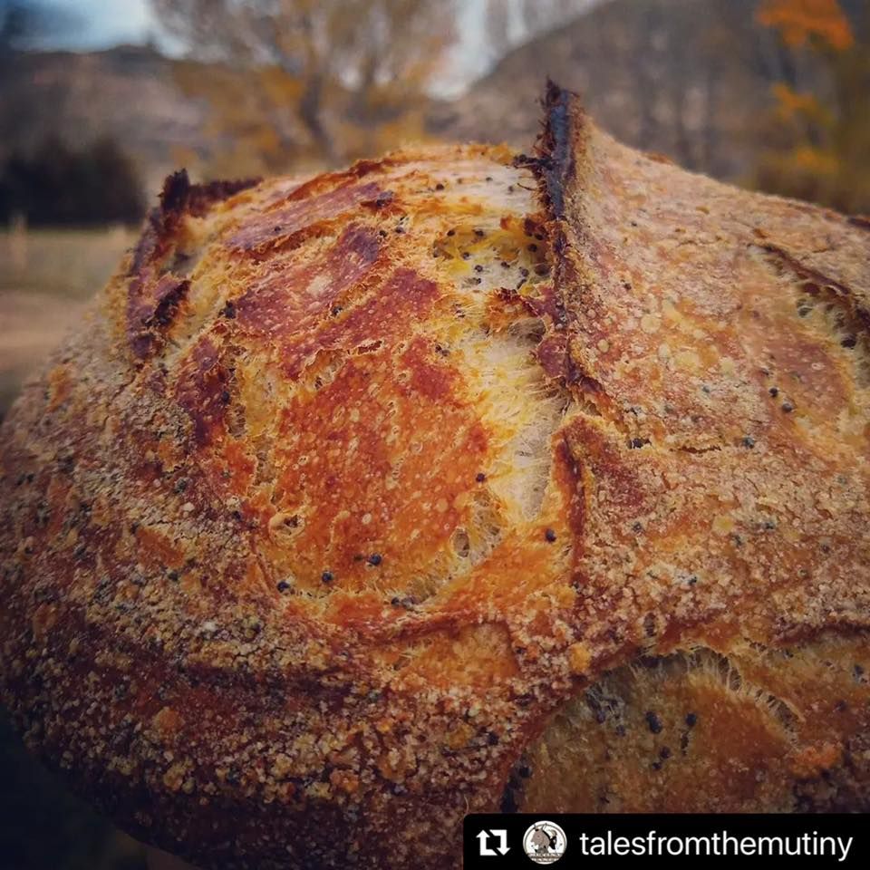 Sourdough Starter Workshop w\/ Lynn