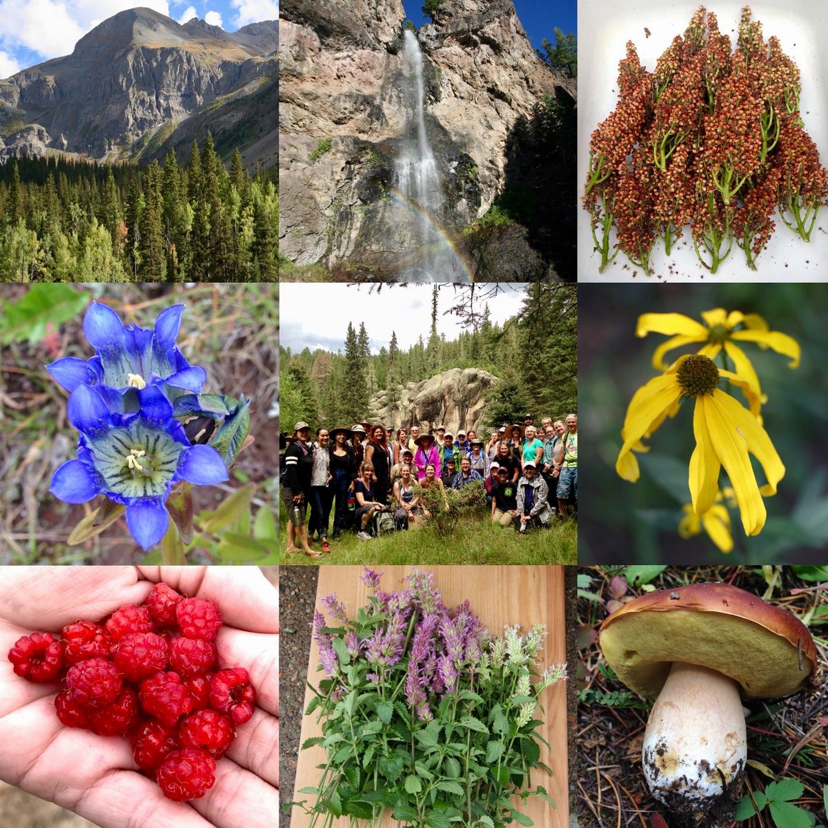 Edible & Medicinal Plants of the Northern Rockies: Herb Walk