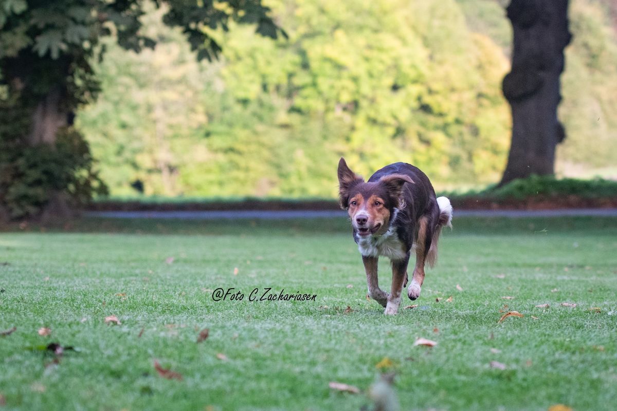 Hold: Ha det sjovt med din hund (Torsdag 10.40 - 11.30) - hver anden uge