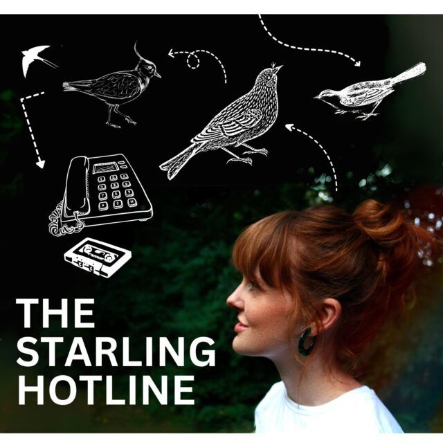 The Starling Hotline by Jess Morgan