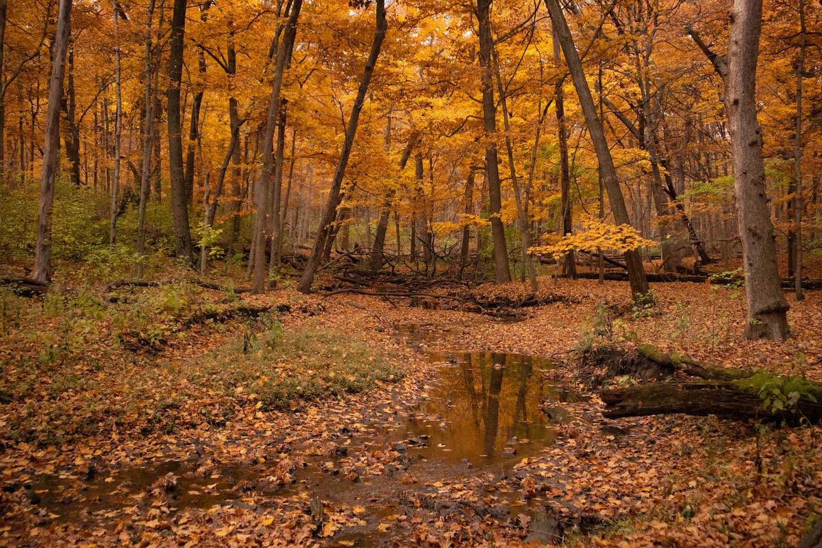 Lost and Found: Gifts From the Forest