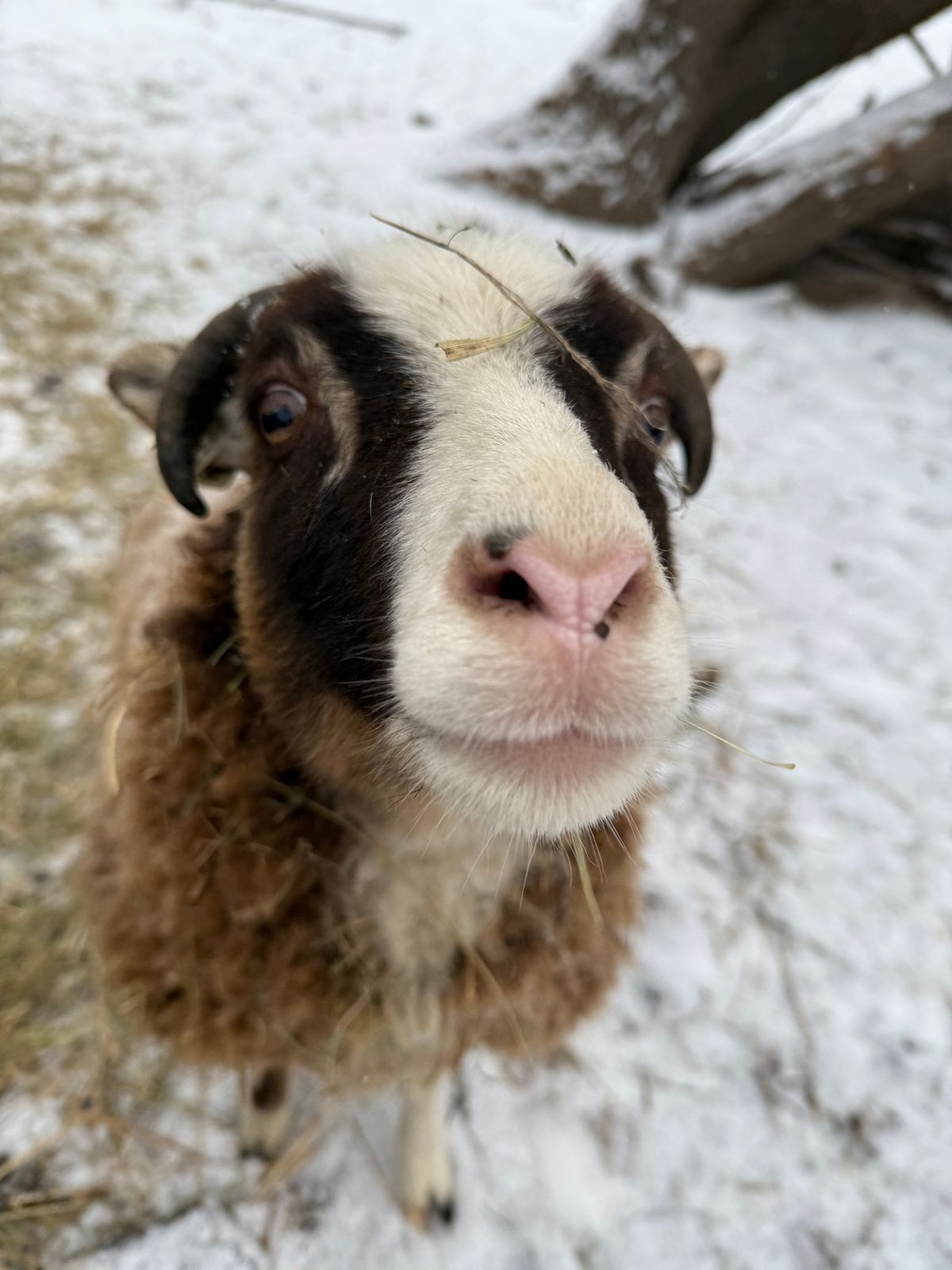 February Fuzzy Fun at Tractor Supply