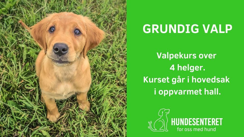 Grundig Valpekurs (2 ledige plasser)