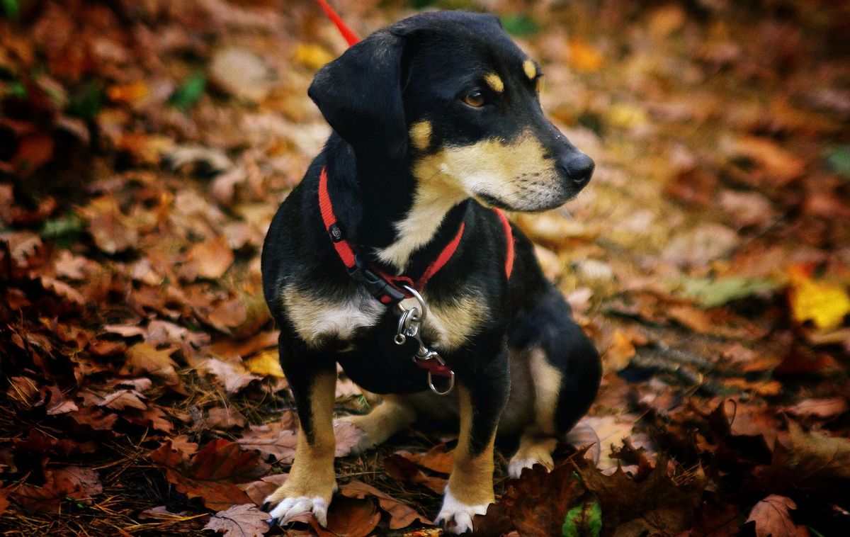 Spotkanie z psami do adopcji i inspektorami Krakowskiego Towarzystwa Opieki nad Zwierz\u0119tami