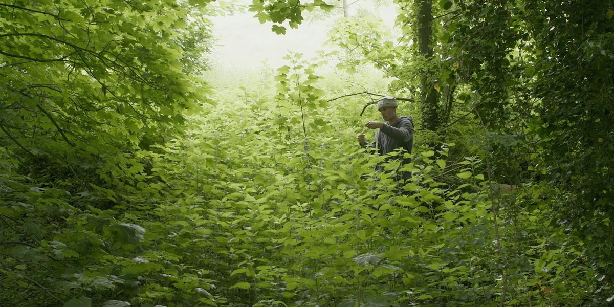 Film Screening: The Nettle Dress