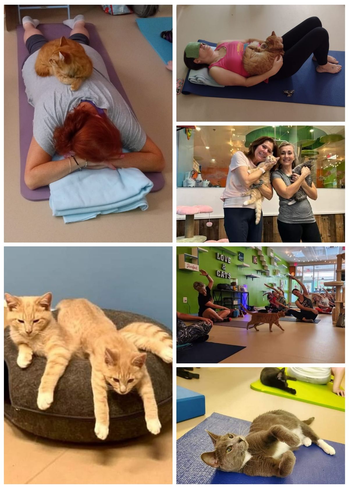 Yoga with Cats