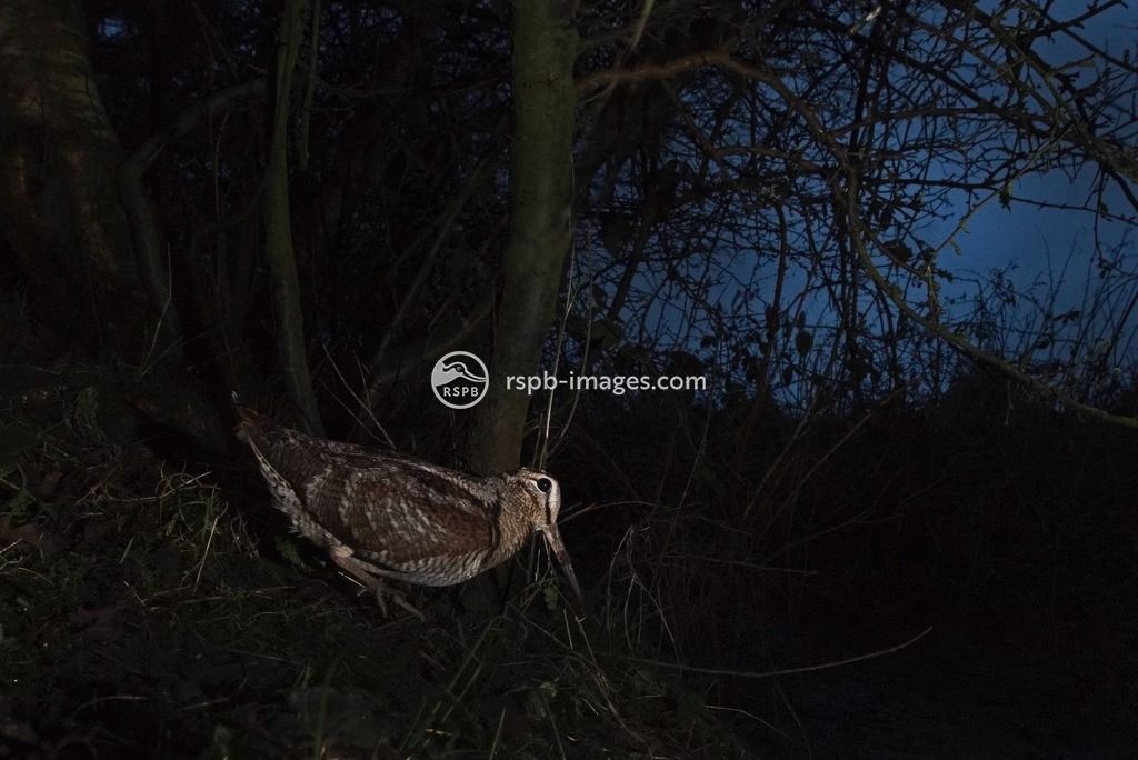 March Indoor Meeting - 'Something in the Night. The Nocturnal Wildlife of Sussex'