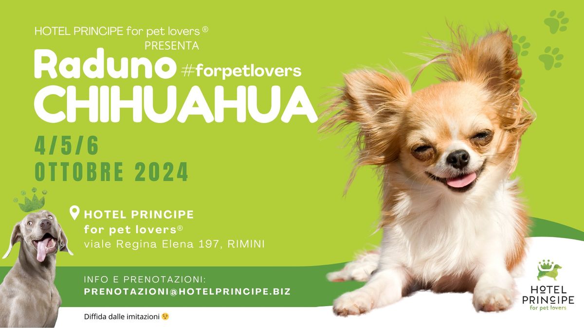 Raduno CHIHUAHUA #forpetlovers