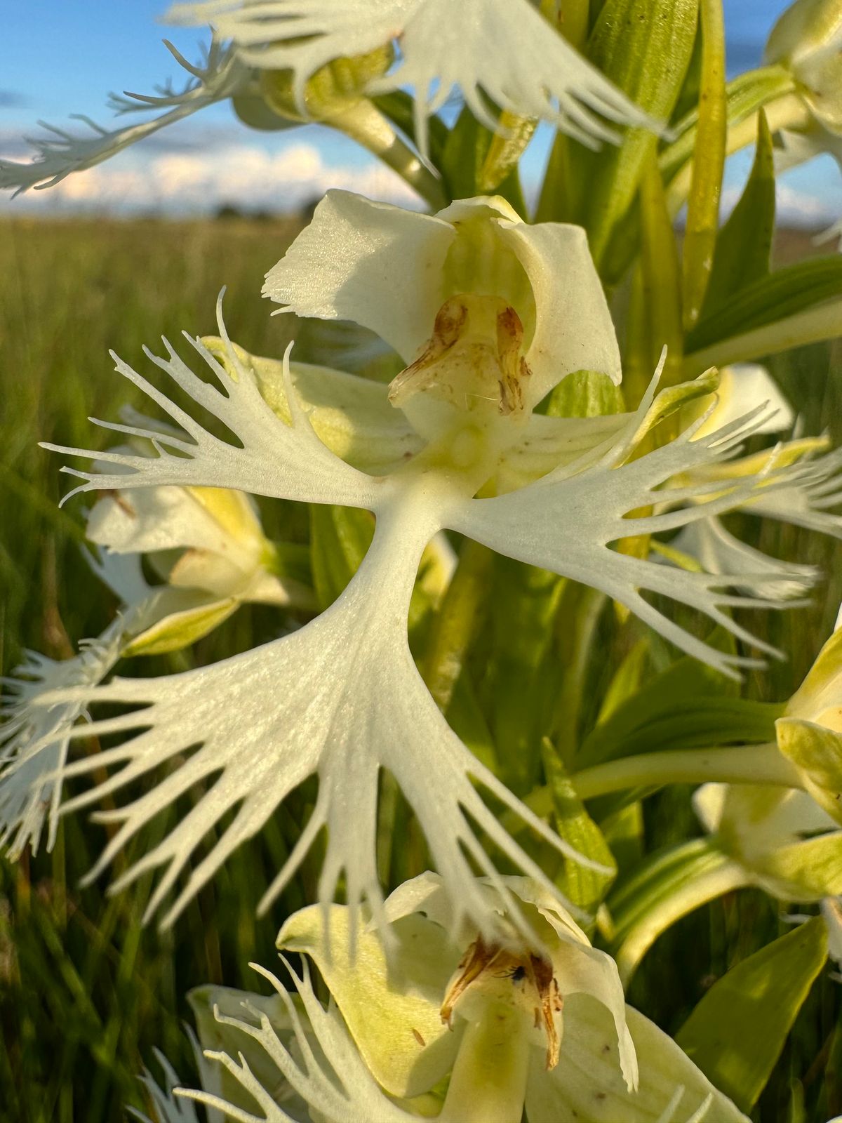 Botanical Adventures with Drew Granville