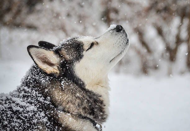 HAI AFARA LA ZAPADA! PLIMBARE CU SANIA TRASA DE HUSKY SI DISTRACTIE PE PARTIE!