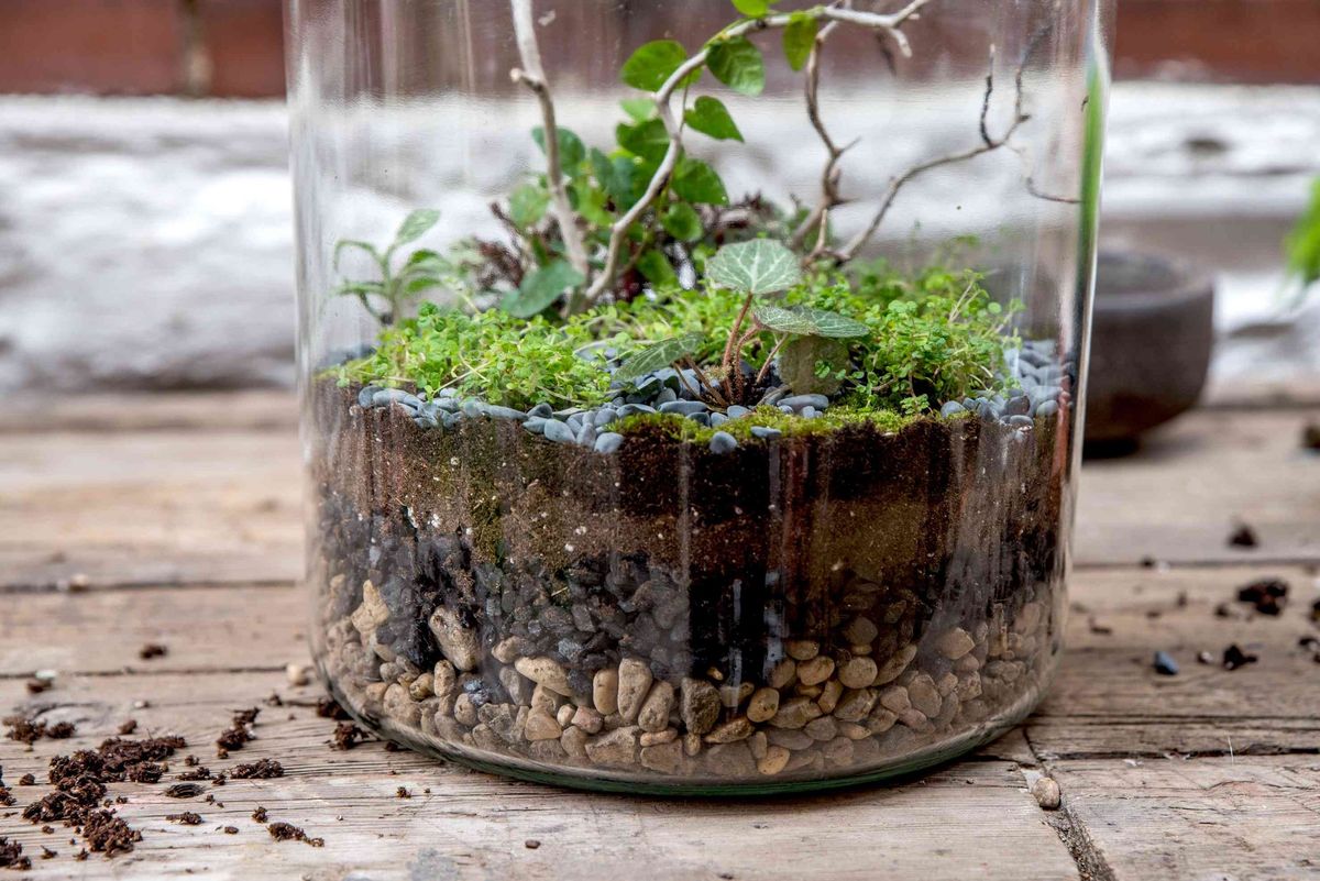 Terrarium Design Class