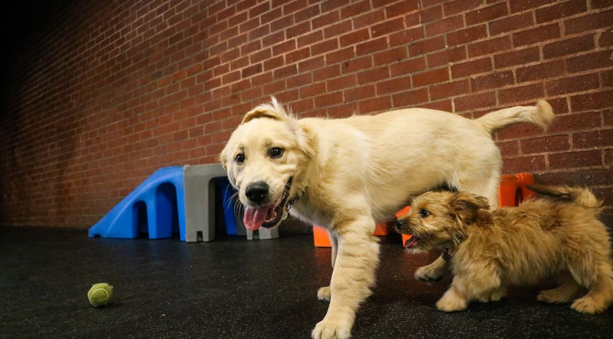 Puppy Social at Fitdog