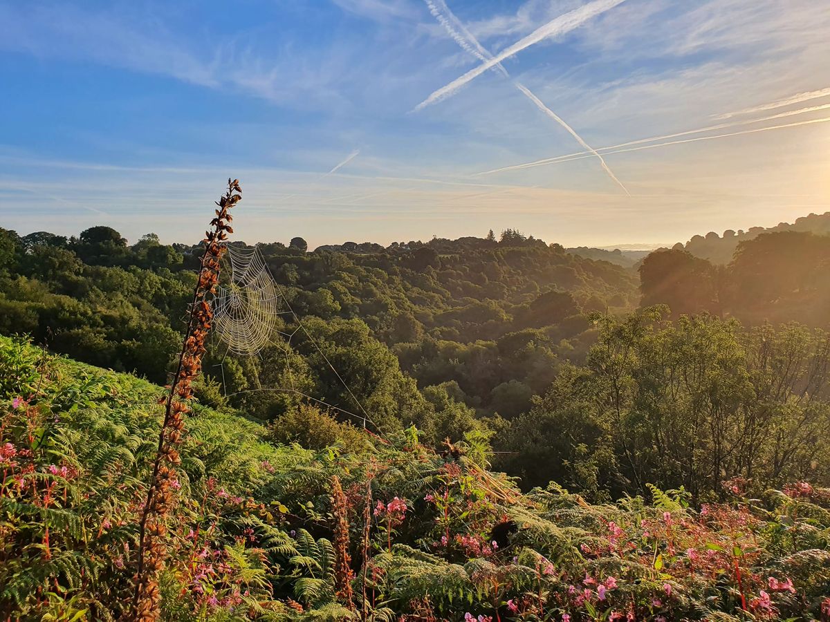 Wild on a Hill in Devon