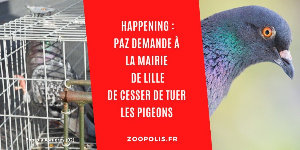 LILLE : Mobilisation pour la fin des captures de pigeons