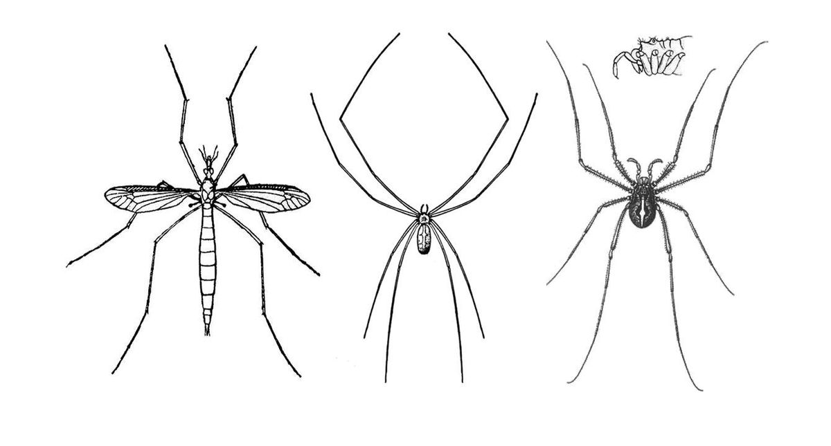Parking Daddy Long Legs
