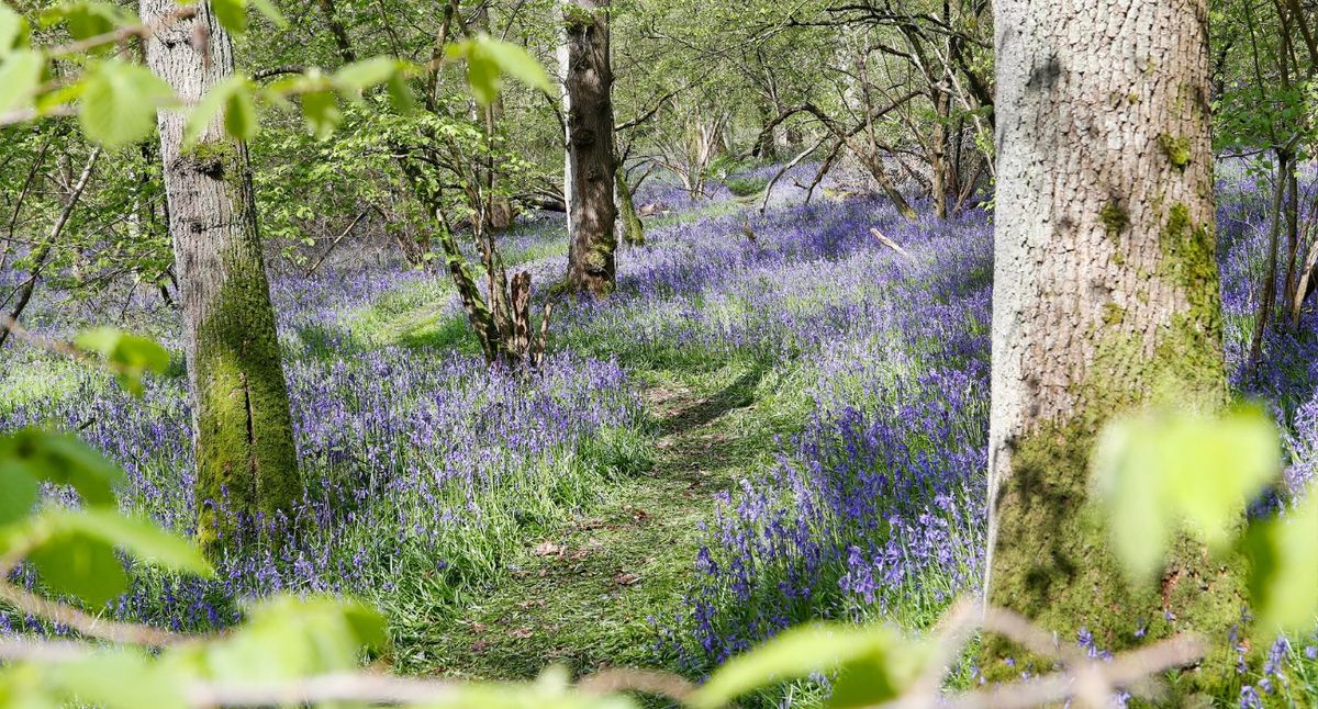 Bluebell Trail Fundraiser in the Heart of England Forest