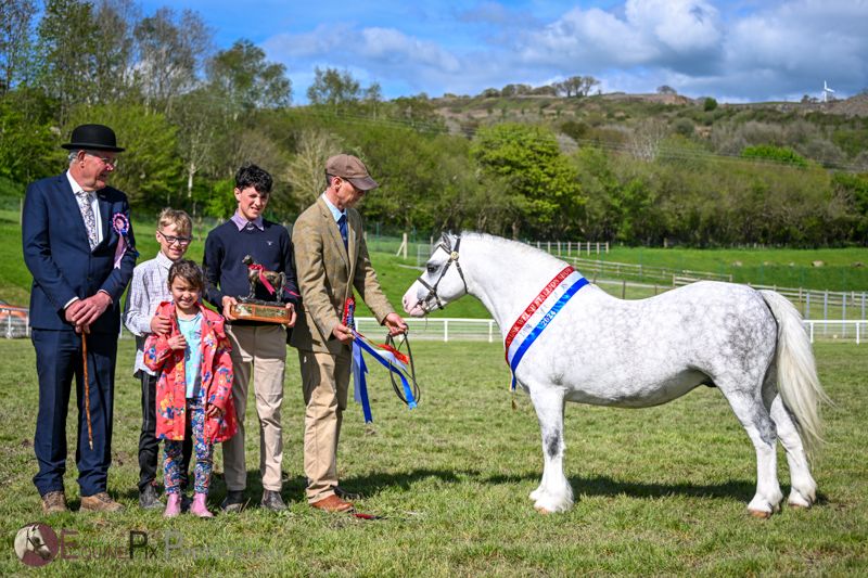 67th Glanusk Welsh Stallion Show