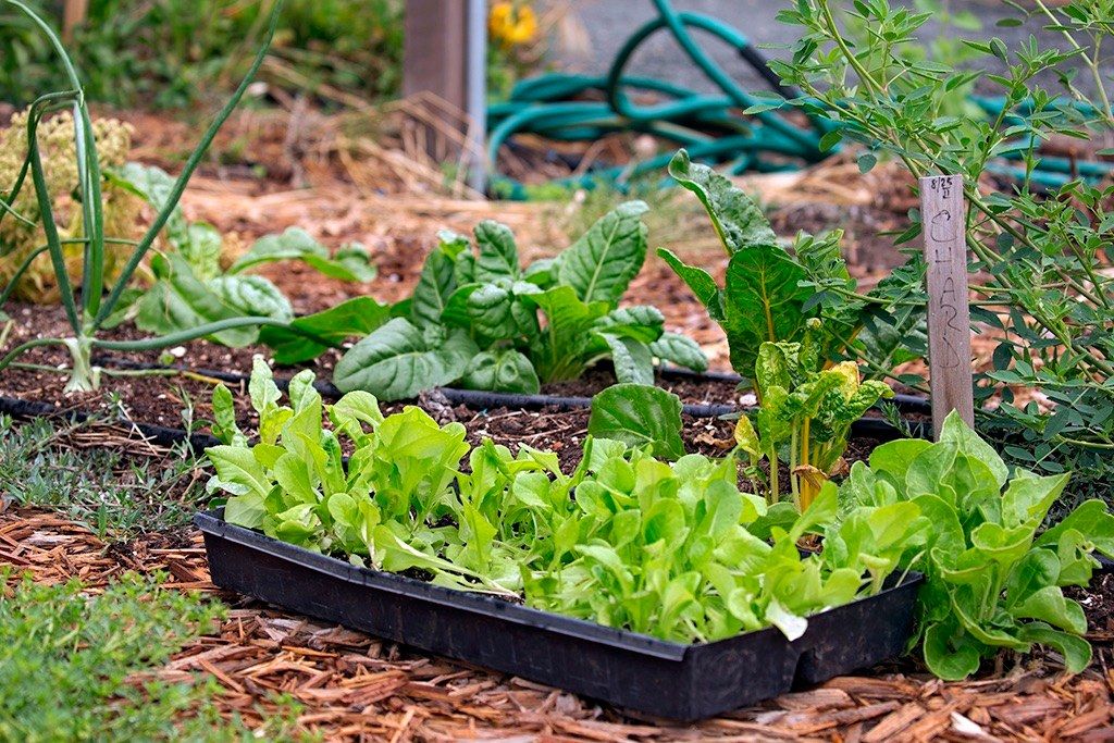 Sustainable Vegetable Gardening - Sunnyvale