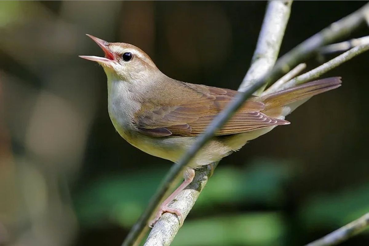 Warbler ID Workshop and Field Trip