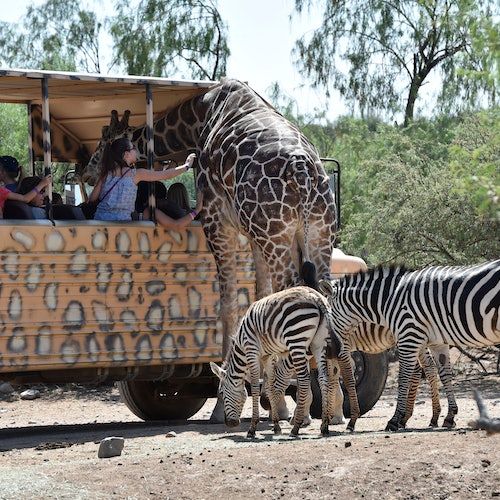 Out of Africa Wildlife Park