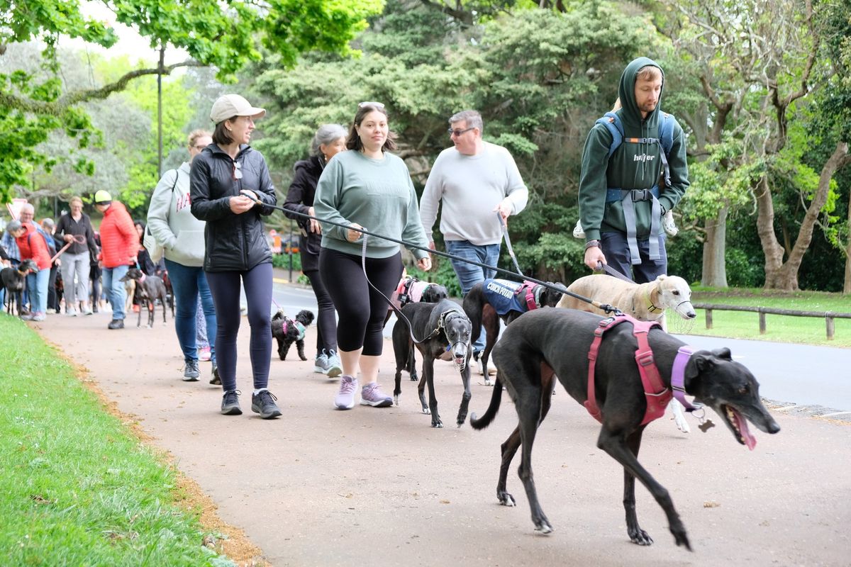 February Community Walk - Hamilton 