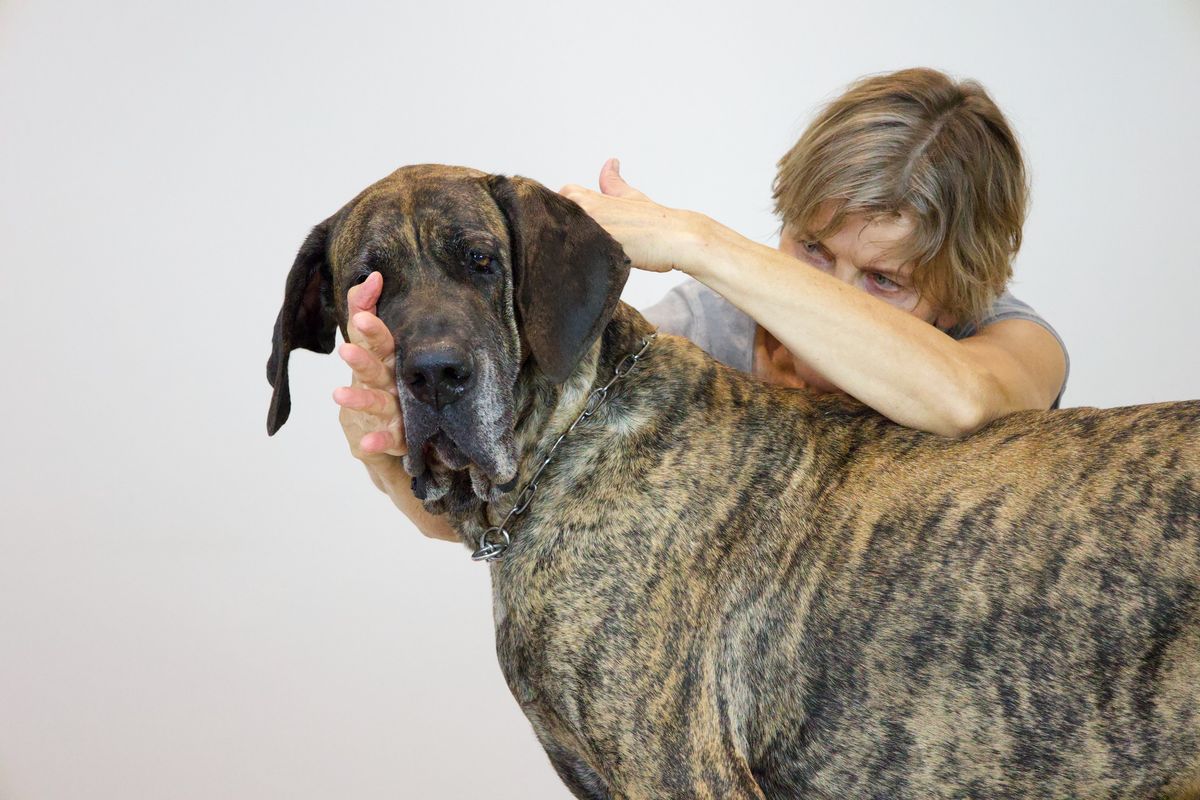 Course in Canine Myofascial Kinetic Lines 21th to the 23th of february 2025