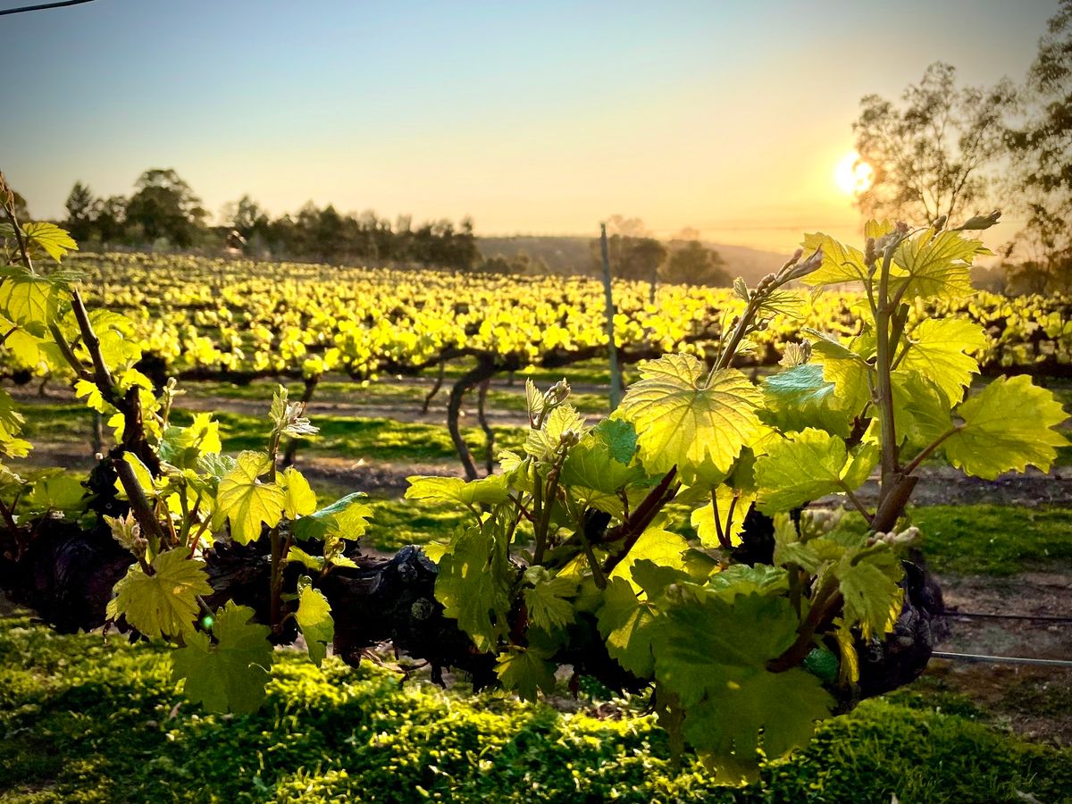 Candlelit Dinner Between the Vines