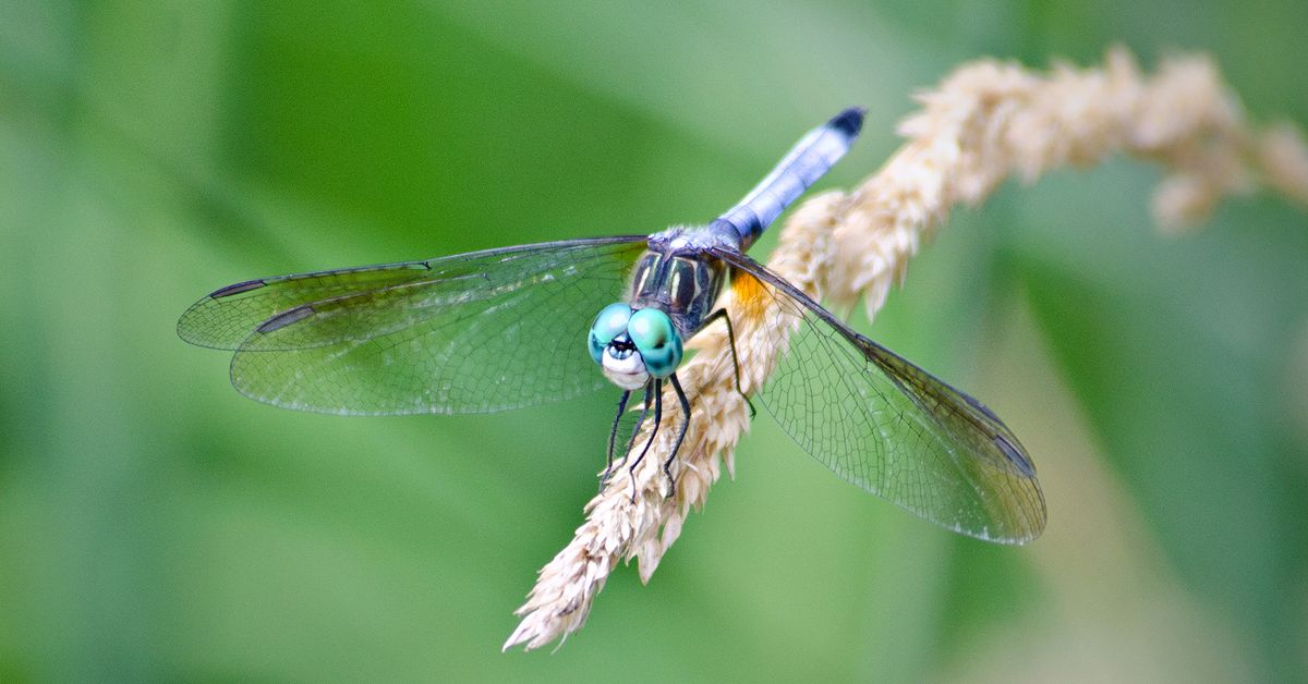 Dragonfly Monitoring Walk