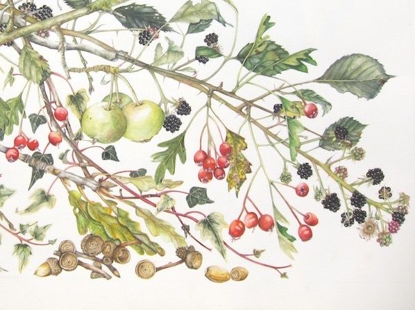 'Botanical Art for the Terrified' with Lis Bramwell