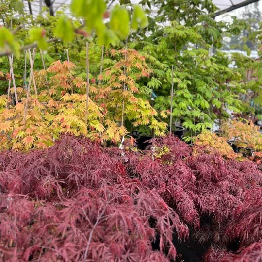 Workshop: Which Japanese Maple is Right for You?