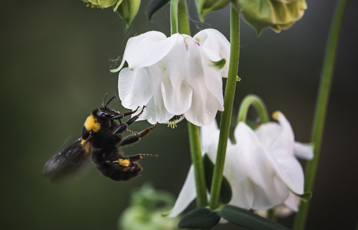 Planting for Pollinators