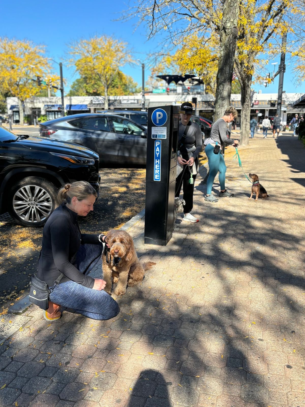 TAO DOG\u00ae Walk & Train @ West Hartford Center