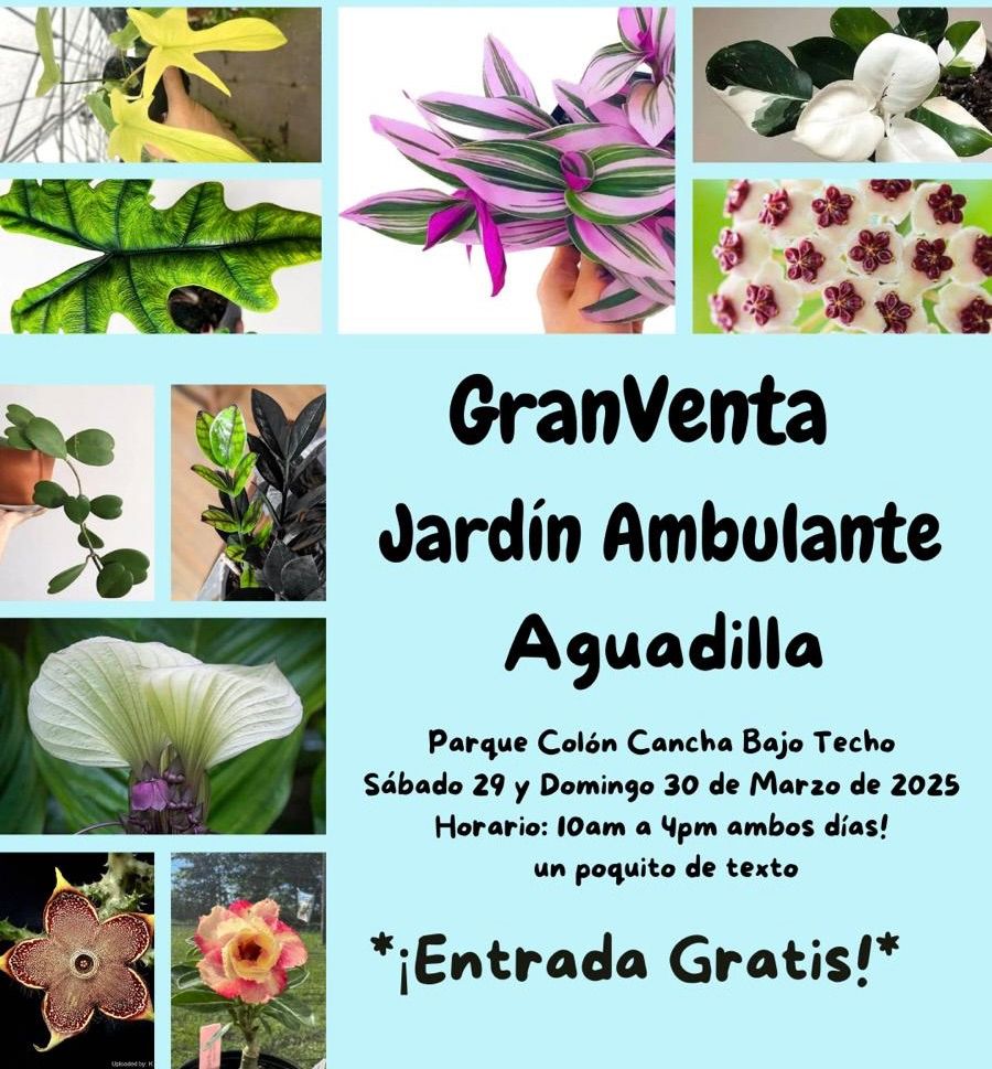 Aguadilla Llego el Jard\u00edn Ambulante! Cactus, Suculentas, Rosas del Desierto, Carnivoras y mas ! 