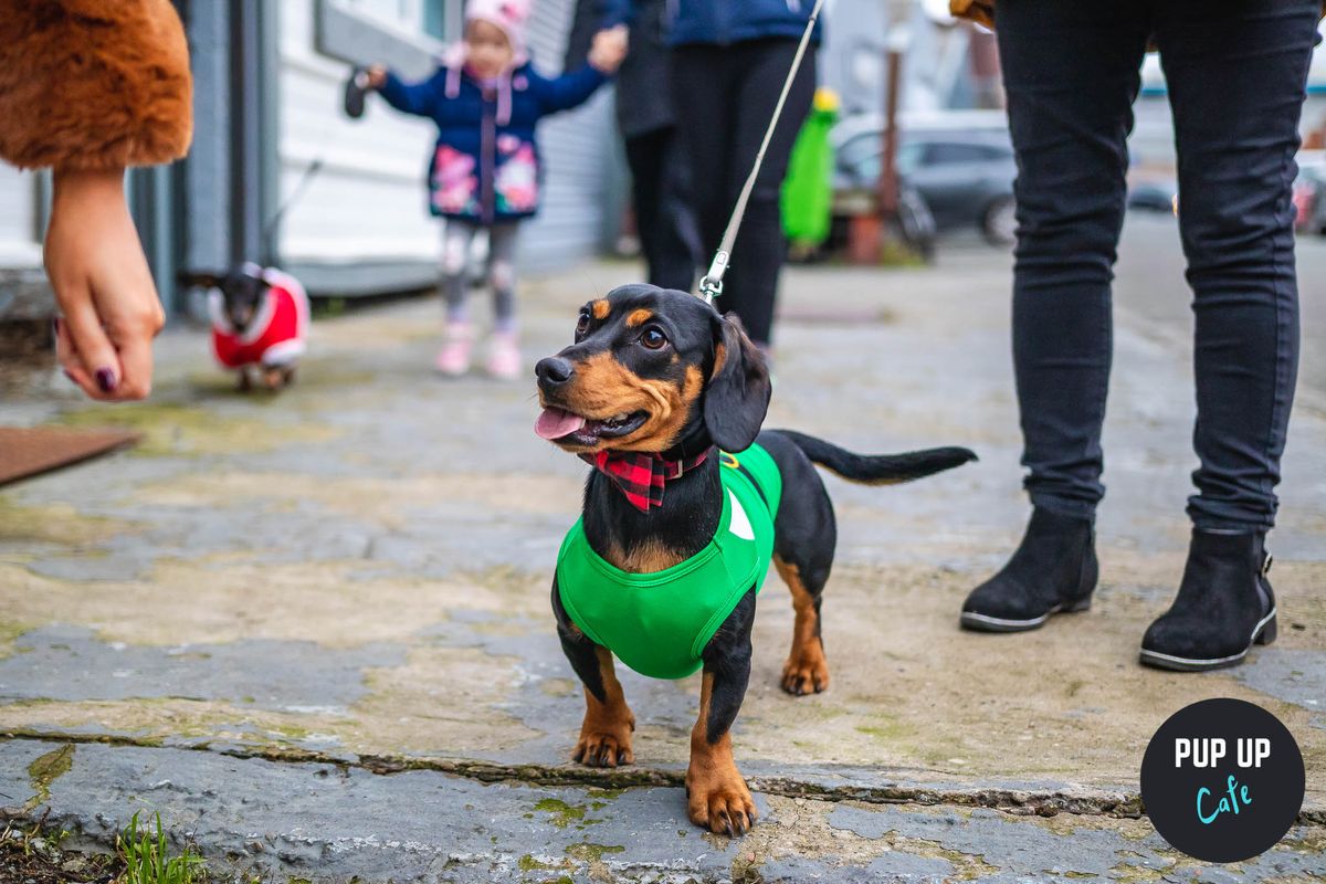  Stafford - Dashing Dachshund Christmas Tour \ud83c\udf84