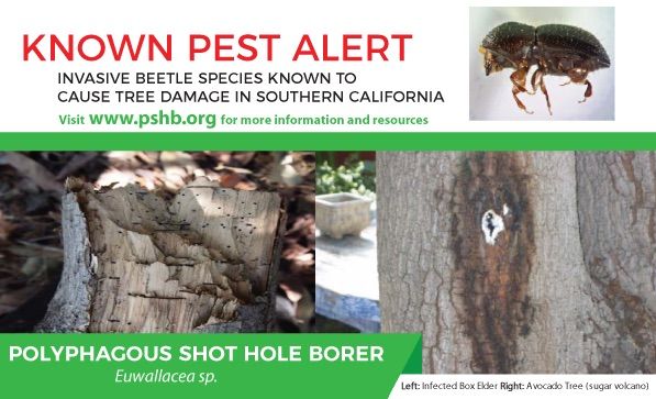 Dealing with Invasive Shot Hole Borers - Santa Clara