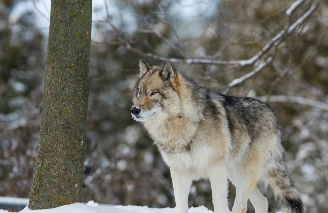 Winter Wolf Tracking Clinic