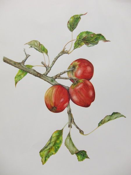 TRY FOR A DAY: BOTANICAL ART