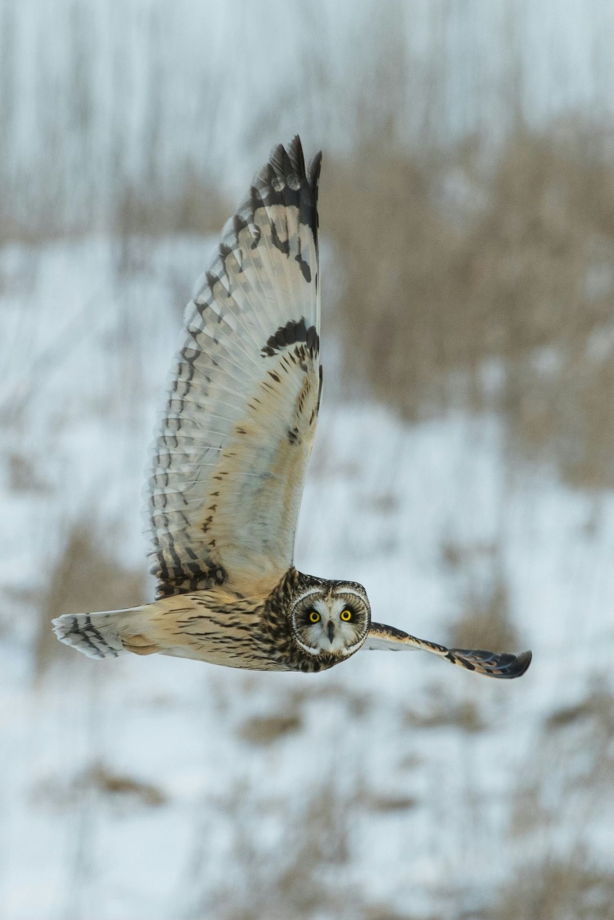 Birding Through Winter