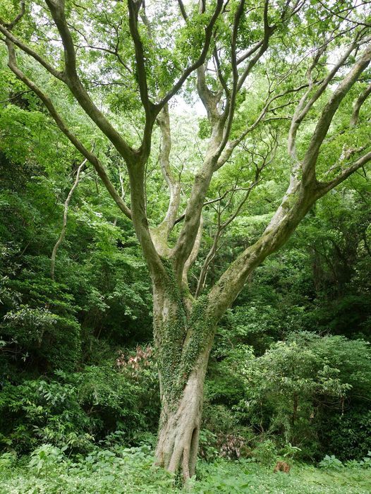 らせん流体験会 葉山港 Yokohama 15 July 21