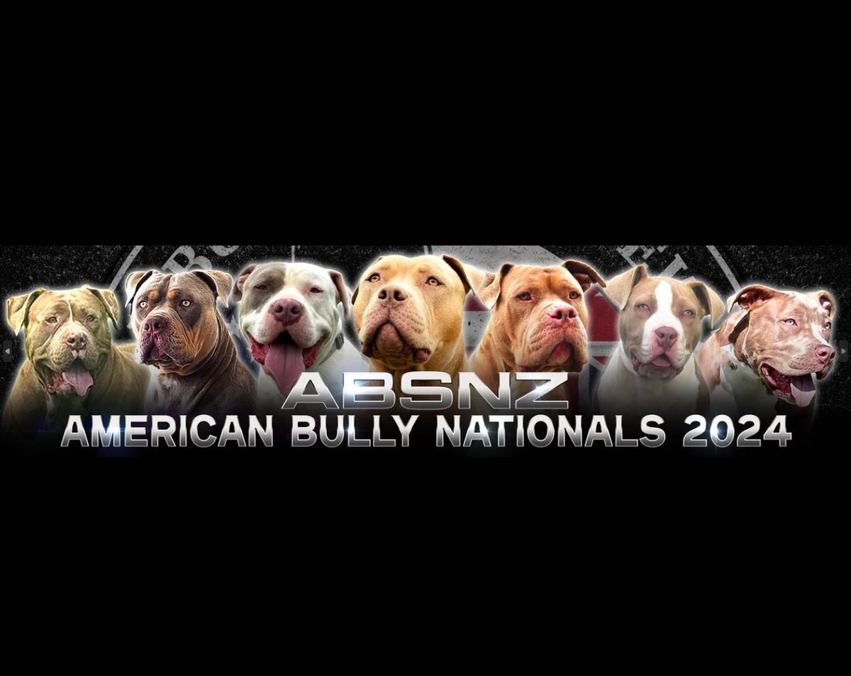 ABSNZ NZ AMERICAN BULLY NATIONALS 2024