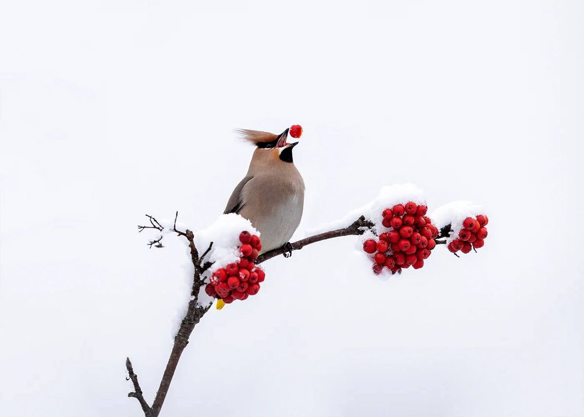 Surprise Wildlife Walk