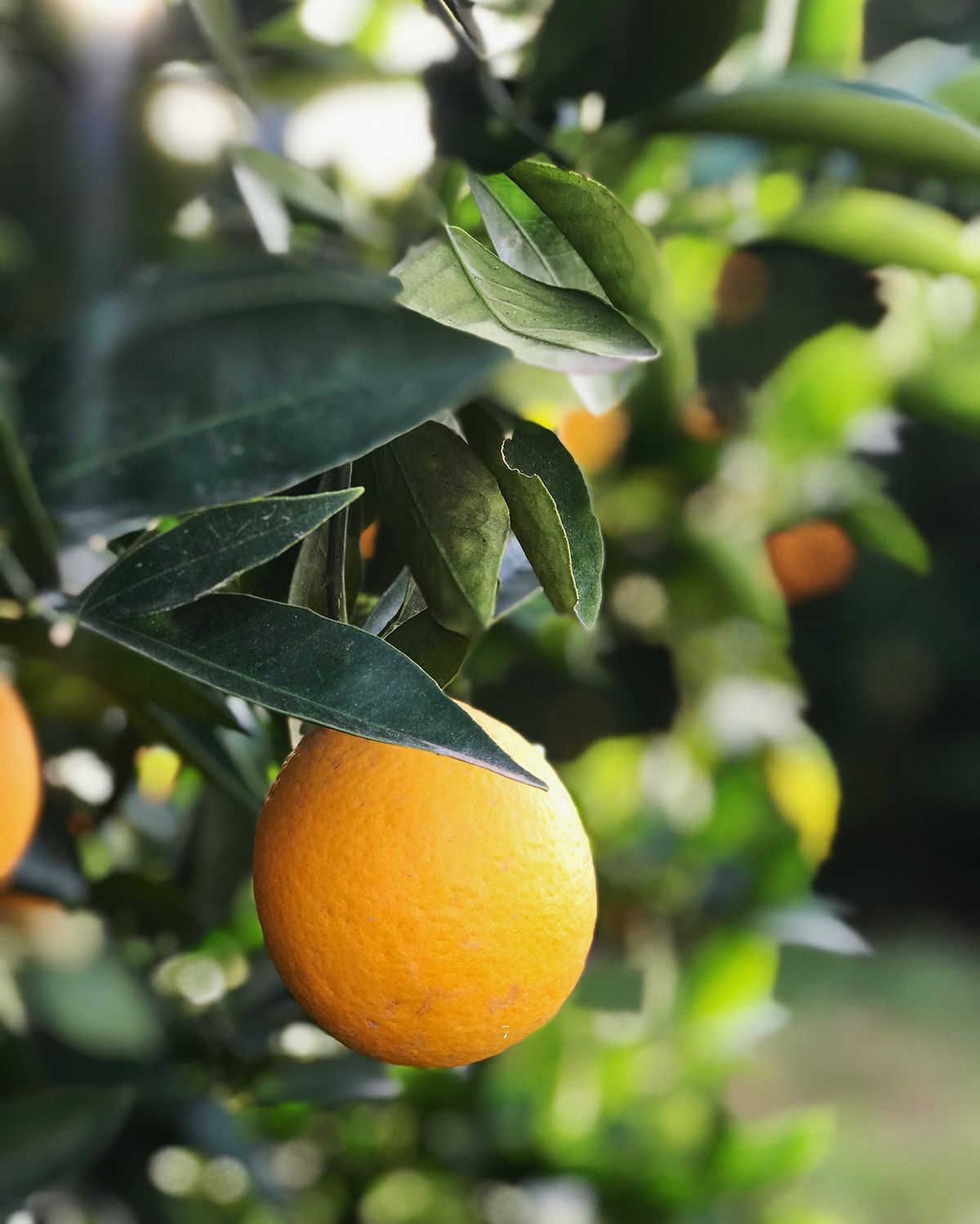 Citrus U-Pick (Including Blood Oranges)